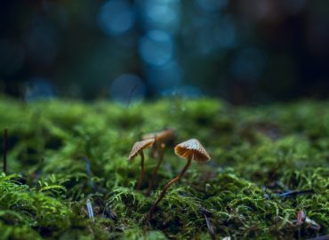 magic mushroom guide