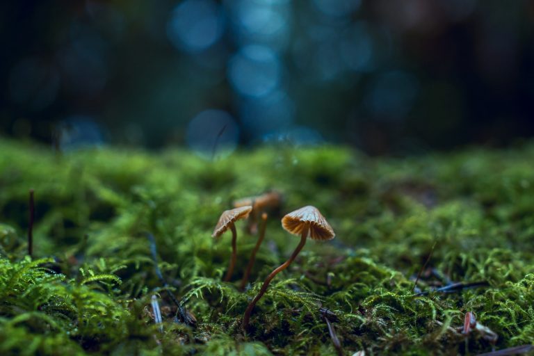 magic mushroom guide