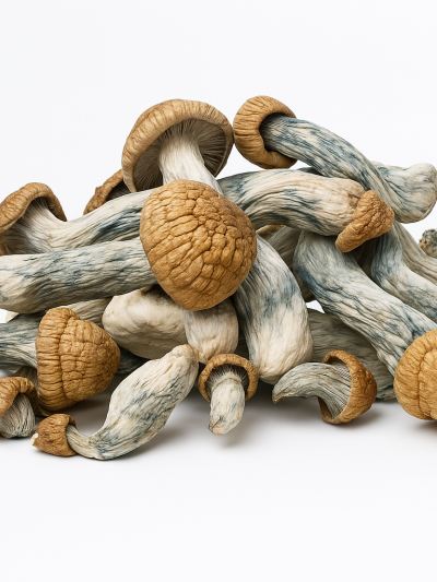 Malabar - Dried Magic Mushrooms