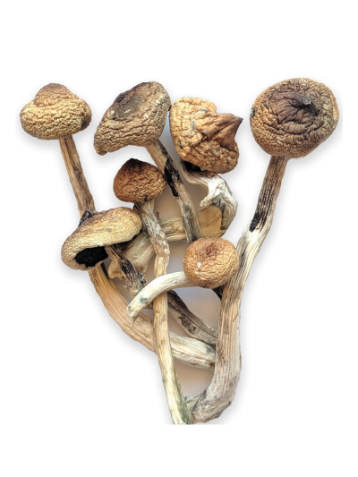 Golden Teacher mushrooms