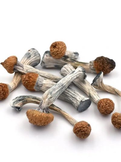 penis-envy-freezed-dried-mushrooms